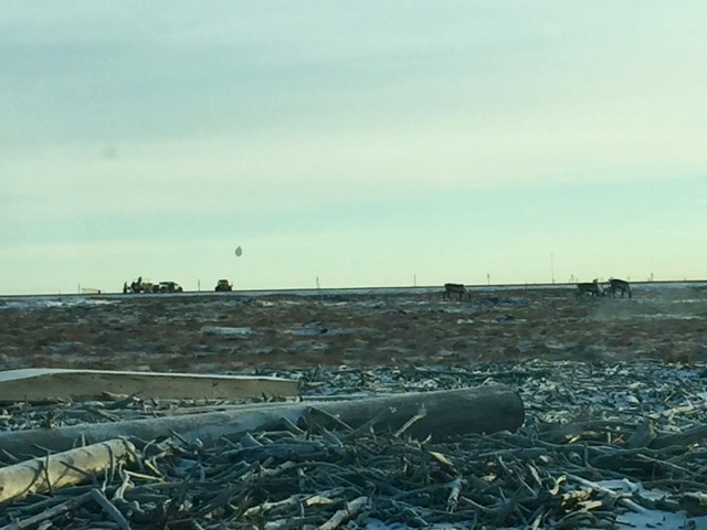 Caribou grazing on the tundra between the beach and the runway.  The tethered-ballon crew can be seen in the background.