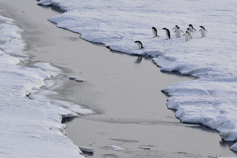 Adelie penguins, McMurdo Sound