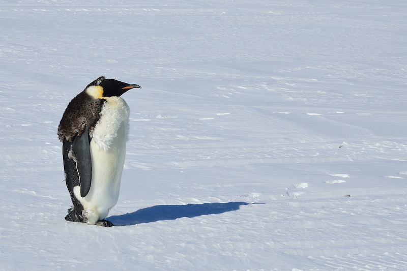 Emperor penguin - January 2012 
