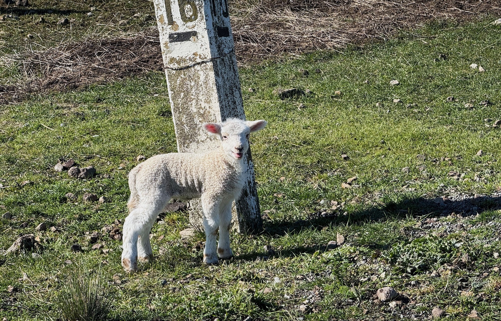 Lamb on Little River trail
