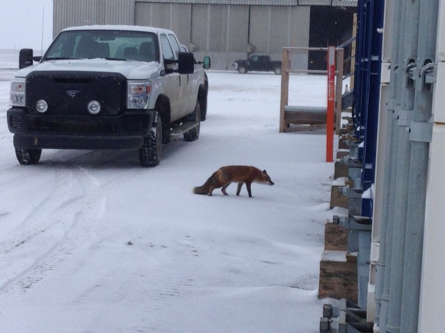 A curious Arctic fox explores the area around the AMF3.