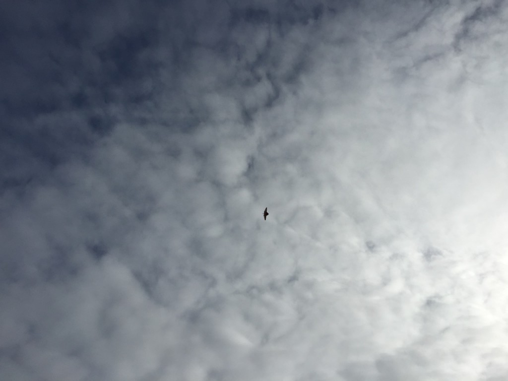 The DataHawk soaring at around 200 m above the surface, as seen from below.