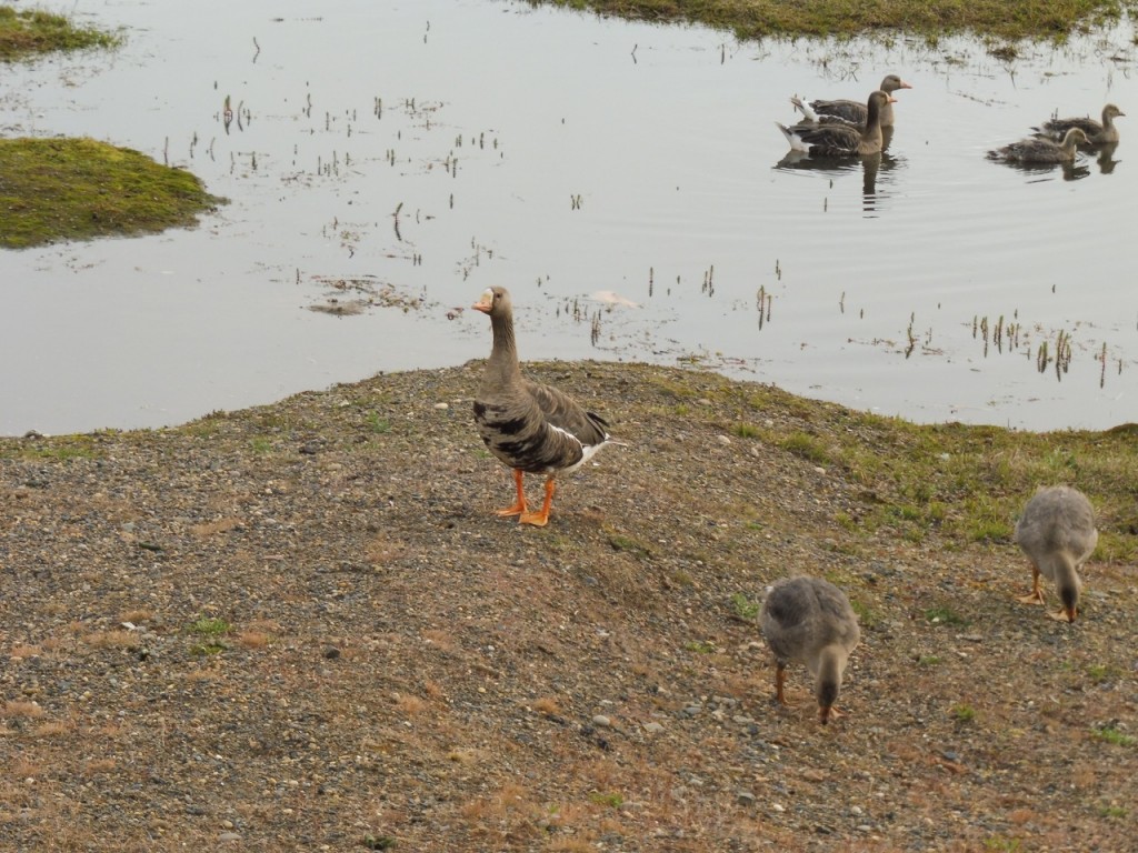 The geese that populate the tundra and ponds around the AMF3 and Oliktok Point USAF facility.
