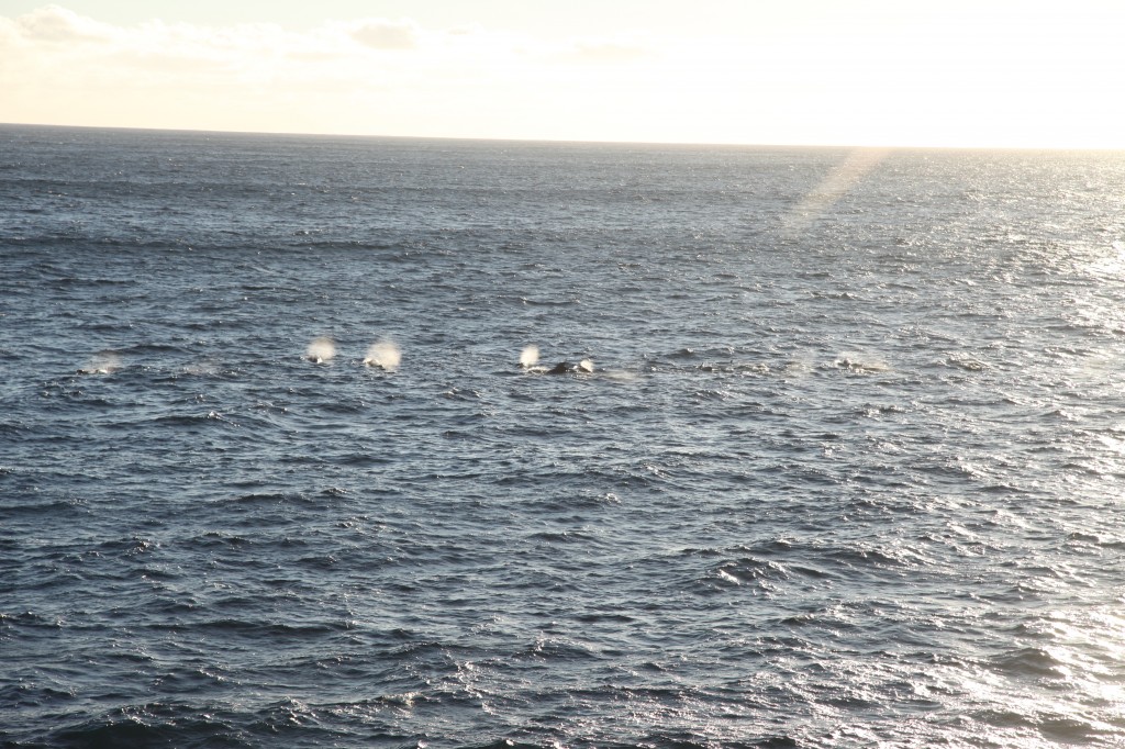 Pilot whales, air and water from their blowholes