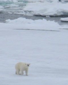 Polar bear on ice