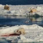 bears feeding on walrus