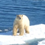 polar bear on ice