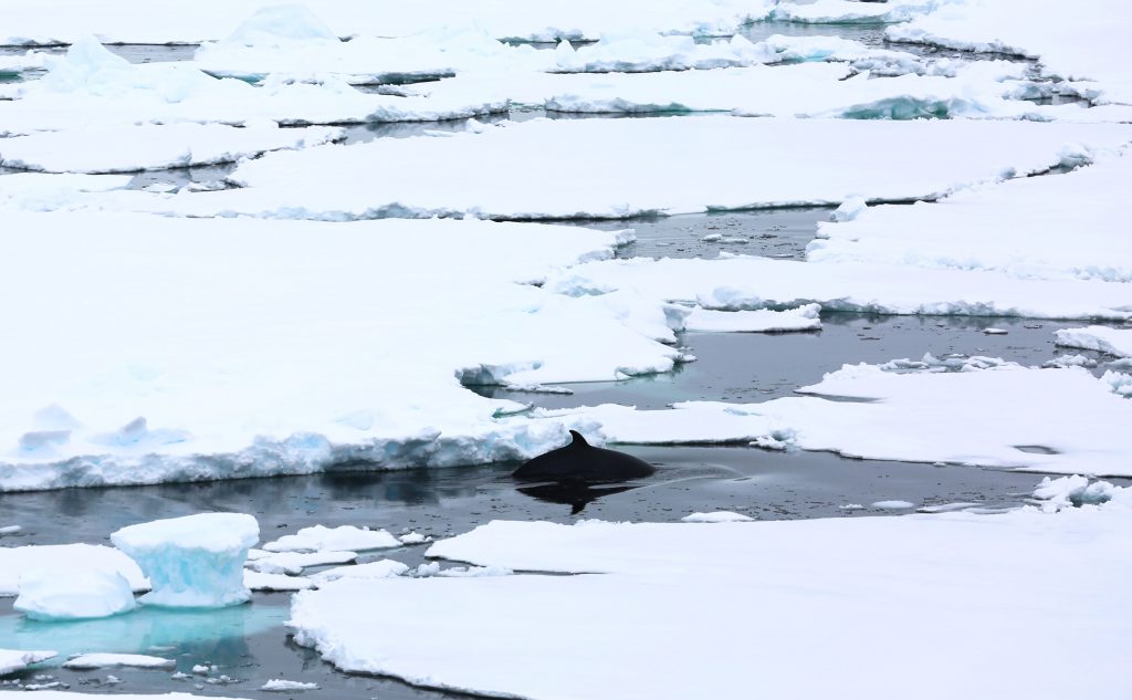 whale surfacing among ice floes