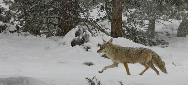 Prometheus » Blog Archive » Wolf Reintroduction: Ecological Management ...