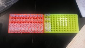 DNA Extraction Tray