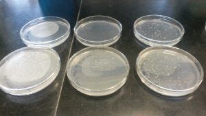 North-Facing Slope Soil Bacteria Dilution Results