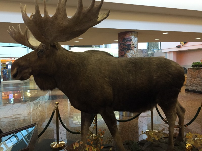 This guy waits to greet visitors at the Anchorage Airport! 
